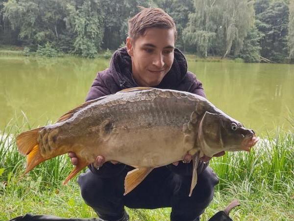 Common fox carp