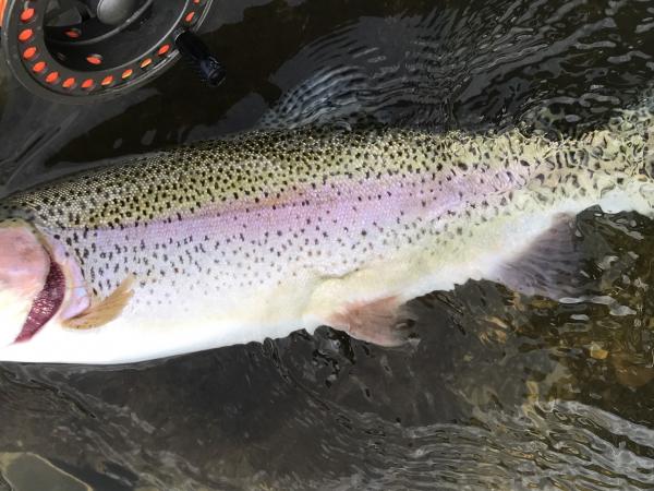 Pstruh duhový (Oncorhynchus mykiss)