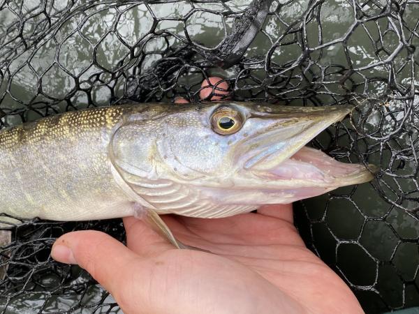 Common pike (Esox lucius)