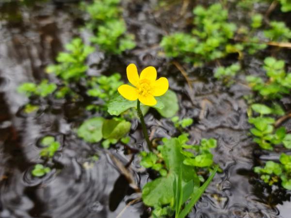 Blatouch bahení (Caltha palustris)
