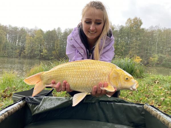 Koi kapr Ogon 