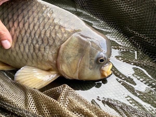 Krásná deformace, kterou nám přiroda připravila. Těšíme se až tento krasavec bude mít 20 kg
