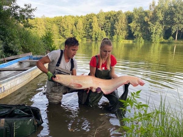 Náš klenot tady putovala do revíru sněhově bílý albino sumec se jménem Morty 
