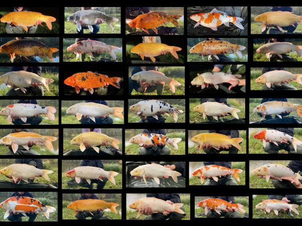 Portfolio koi kaprů