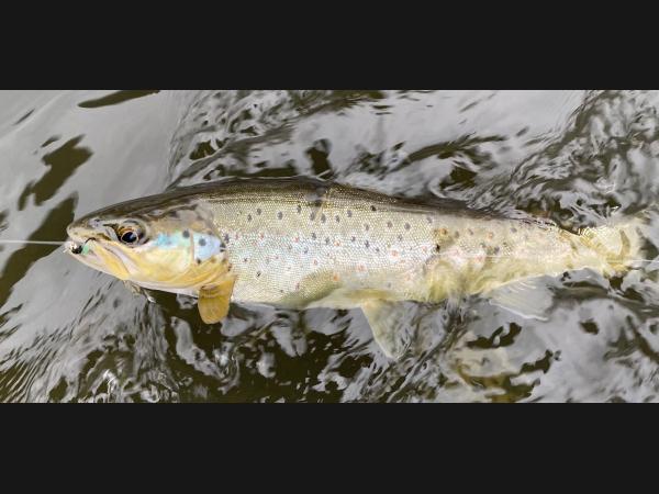 Brown trout (Salmo_trutta)