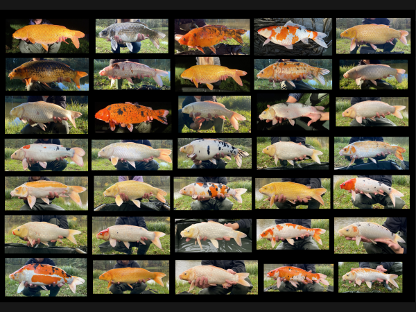 A collection of various forms of koi carp